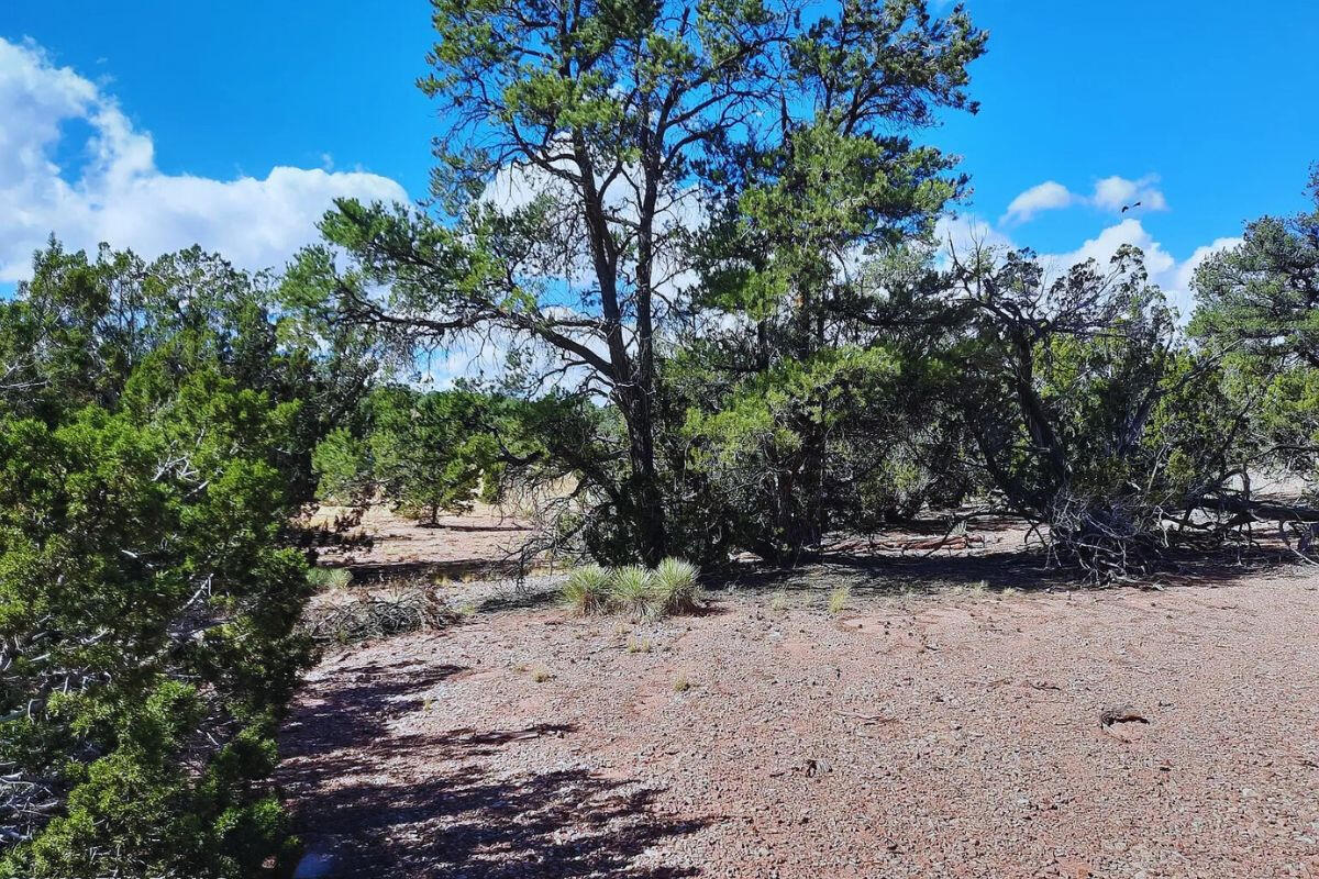Near Front - Shadow Mountain Pkwy, Seligman, AZ 86337, USA