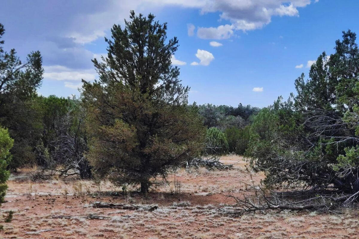 Near Front - Shadow Mountain Pkwy, Seligman, AZ 86337, USA